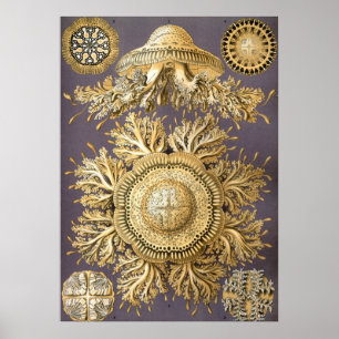 Illustration einer alten Qualle Poster