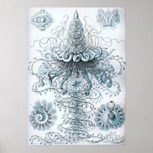 Illustration einer alten Qualle Poster