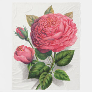 Illustration einer alten rosa Rose Fleecedecke