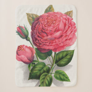 Illustration einer alten rosa Rose Sherpadecke