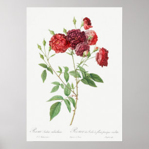 Illustration einer alten Rose Poster