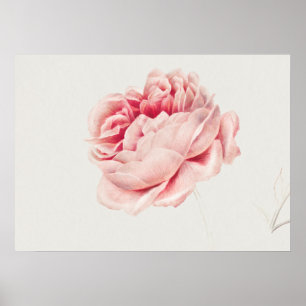 Illustration einer alten Rose Poster