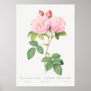 Illustration einer alten Rose Poster