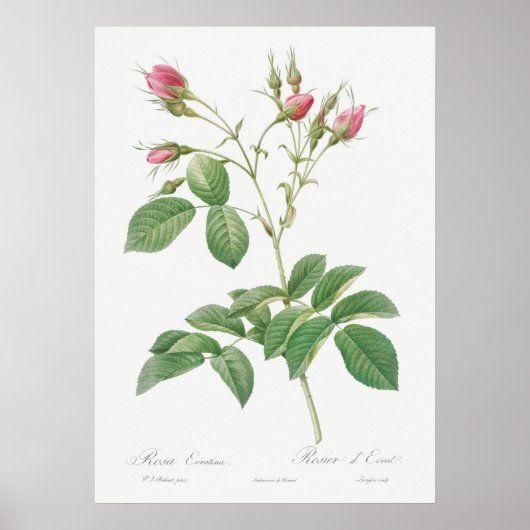 Illustration einer alten Rose Poster (Vorne)
