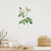 Illustration einer alten Rose Poster (Küche)