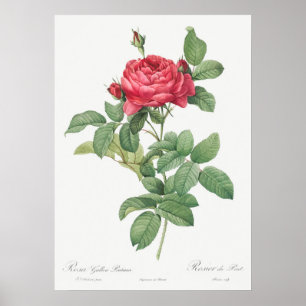 Illustration einer alten Rose Poster
