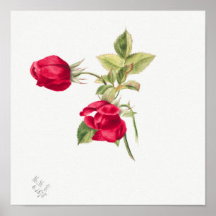 Illustration einer alten Rose Poster