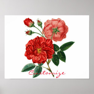 Illustration einer alten roten Rose Thunder_Cove Poster