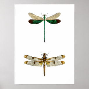 Illustration einer antiken Libelle Poster