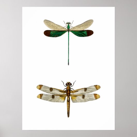 Illustration einer antiken Libelle Poster (Vorne)