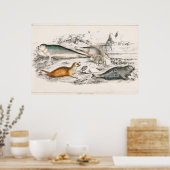 Illustration einer antiken Robbe Poster (Küche)