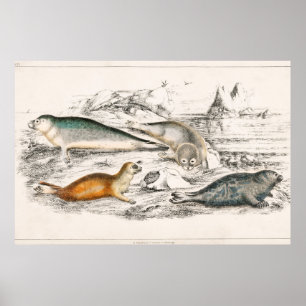 Illustration einer antiken Robbe Poster