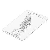 Illustration einer antiken Sphinx Magnet (Linke Seite)