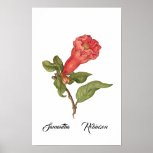 Illustration einer blühenden Vintage-Granatapfelbl Poster