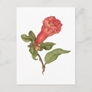 Illustration einer blühenden Vintage-Granatapfelbl Postkarte