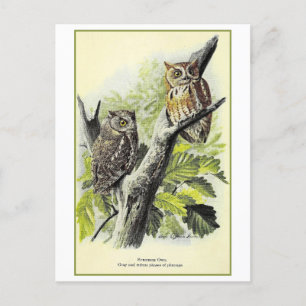Illustration einer Eulenpostkarte im Vintage-Stil Postkarte