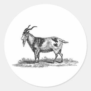 Illustration einer Hausziege im Vintage-Stil - Zie Runder Aufkleber