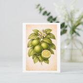 Illustration einer Limette im Vintage-Stil Postkarte (Stehend Vorderseite)