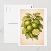Illustration einer Limette im Vintage-Stil Postkarte (Vorne/Hinten)