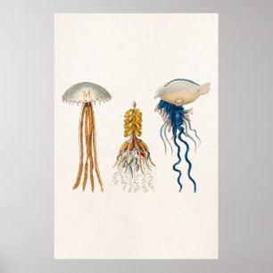 Illustration einer Qualle aus dem 19. Jahrhundert Poster