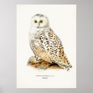 Illustration einer Vintage-Eule Poster
