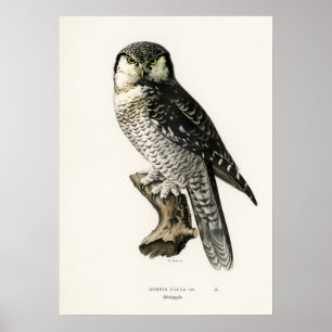 Illustration einer Vintage-Eule Poster