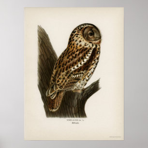 Illustration einer Vintage-Eule Poster