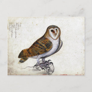 Illustration einer Vintage-Eule Postkarte