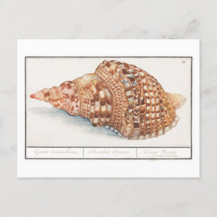 Illustration einer Vintage-Meeresschnecke Postkarte