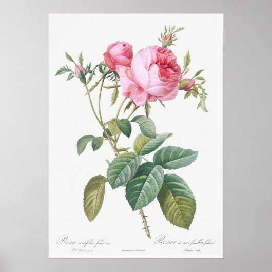 Illustration einer Vintage-Rose Poster (Vorne)