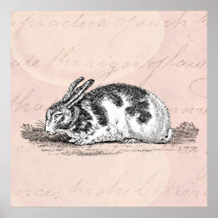 Illustration eines alten Hasen - Hasen aus dem 19. Poster