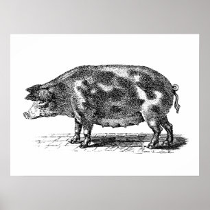 Illustration eines alten Hausschweins - Schwein au Poster