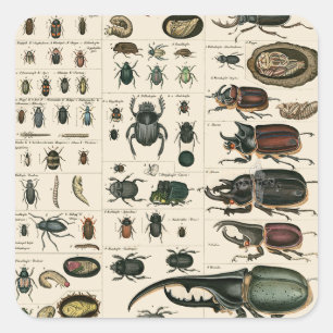 Illustration eines alten Käfers Quadratischer Aufkleber