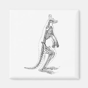 Illustration eines alten Känguru-Skeletts - 1800er Magnet