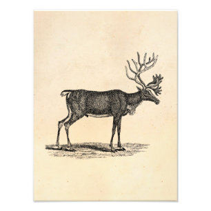 Illustration eines alten Rentieres - Weihnachten 1 Fotodruck