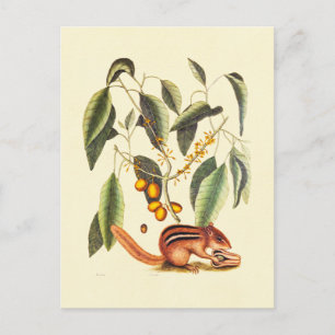 Illustration eines alten Streifenhörnchens Postkarte