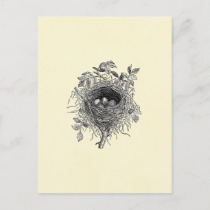 Illustration eines alten Vogelnests Postkarte