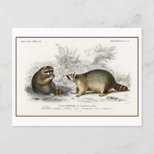 Illustration eines alten Waschbären Postkarte