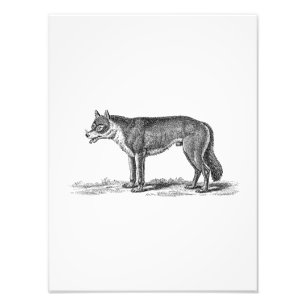 Illustration eines alten Wolfes - Wölfe Vorlage 18 Fotodruck
