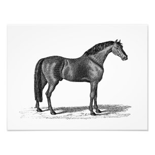 Illustration eines arabischen Pferdes aus dem 19. Fotodruck