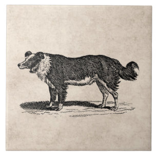 Illustration eines Border Collies aus dem 19. Jahr Fliese