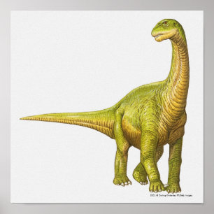 Illustration eines Camarasaurus Poster