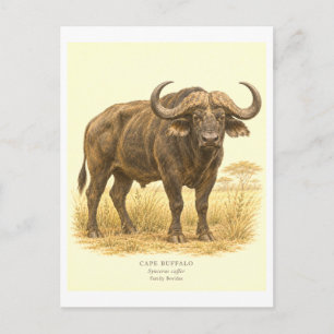 Illustration eines Kapbüffels im Vintage-Stil Postkarte