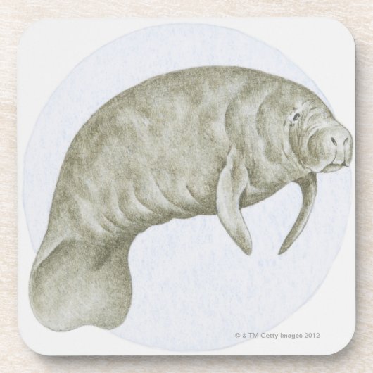 Illustration eines Manatiss (Trichechus SP.) Untersetzer (Vorderseite)