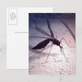 Illustration eines Moskitos, das beißt Postkarte (Vorne/Hinten)