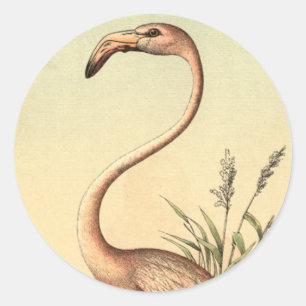 Illustration eines rosa Flamingos im Vintage-Stil Runder Aufkleber