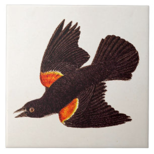 Illustration eines roten Flügel-Schwarzvogels aus Fliese