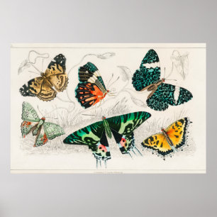 Illustration eines Schmetterlings im Vintage-Stil Poster