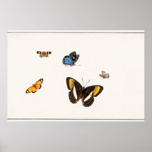Illustration eines Schmetterlings im Vintage-Stil Poster