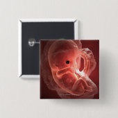 Illustration eines sich entwickelnden Embryos Button (Vorne & Hinten)